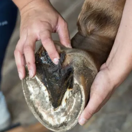 Bactifongic Pâte Fibrée Bio Argile Verte Force 4 Michel Vaillant