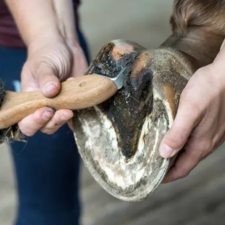 Bactifongic Pâte Fibrée Bio Argile Verte Force 4 Michel Vaillant