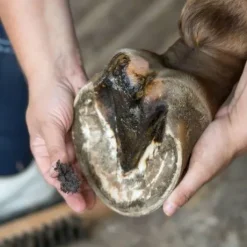 Bactifongic Pâte Fibrée Bio Argile Verte Force 4 Michel Vaillant