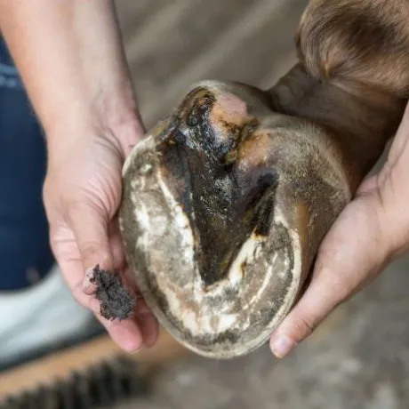 Bactifongic Pâte Fibrée Bio Argile Verte Force 4 Michel Vaillant