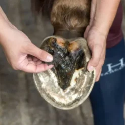 Bactifongic Pâte Fibrée Bio Argile Verte Force 4 Michel Vaillant