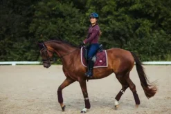 Bandes de polo Equestrian Stockholm - CRYSTAL MERLOT GOLD