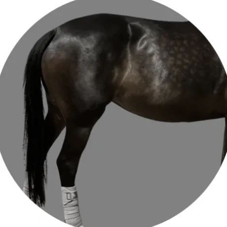 Bandes de polo Equico