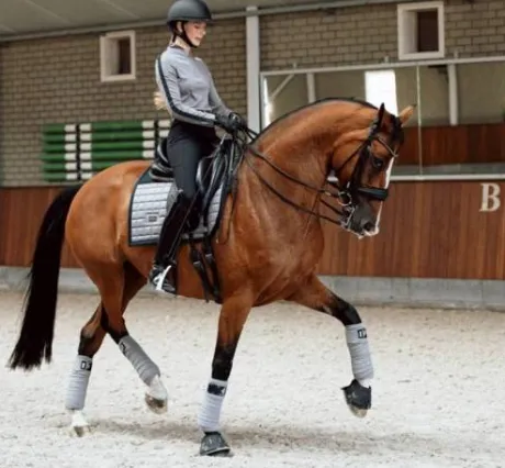 Bandes de polo Sportive Blue Ash - Equestrian Stockholm