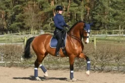 Bandes polaire Navy Shimmer - Equito