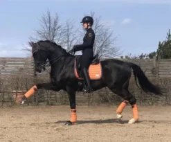 Bandes polaire Sweet Clementine - Equito