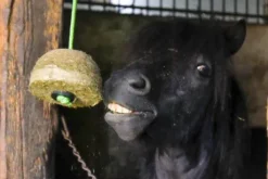 Bloc de foin - Hippotonic