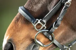 Bridon - Licol Combo HFI