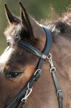 Bridon - Licol Combo HFI