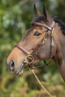 Bridon - Licol Combo HFI