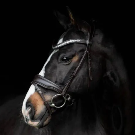 Bridon Danciero - SD Design