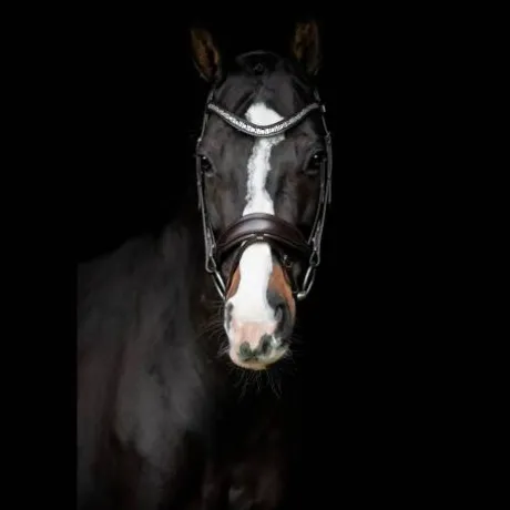 Bridon Danciero - SD Design