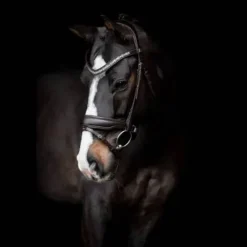 Bridon Danciero - SD Design