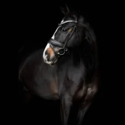 Bridon Danciero - SD Design