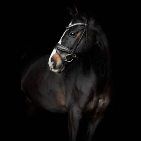 Bridon Danciero - SD Design