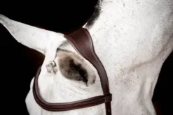 Bridon de compétition micklem2 - Horseware - pour petit cheval