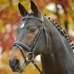 Bridon diamond star Waldhausen