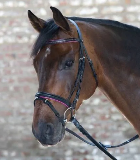 Bridon diamond star Waldhausen