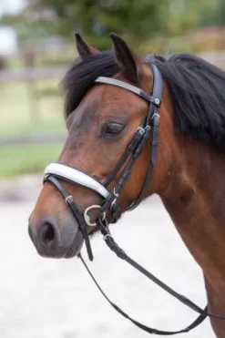 Bridon diva stella Harry's horse