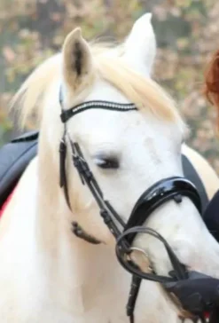 Bridon filet Anky dressage anatomique muserolle suédois