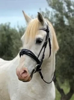 Bridon filet Anky dressage anatomique muserolle suédois