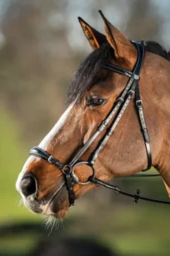 Bridon German HFI muserolle allemande