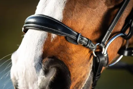 Bridon German HFI muserolle allemande