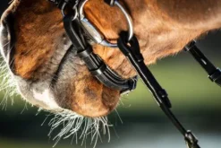 Bridon German HFI muserolle allemande