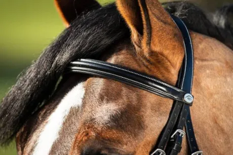 Bridon German HFI muserolle allemande