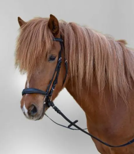 Bridon Hannover muserolle allemande - Waldhausen - Confort optimal