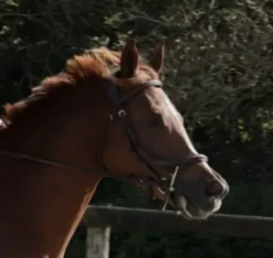Bridon ikonic avec rênes
