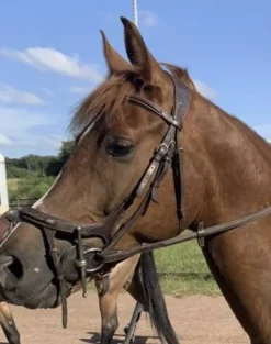 Bridon ikonic avec rênes