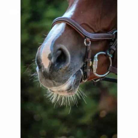 Bridon New York - Collection One - Jump'in