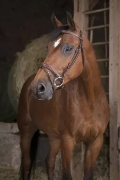 Bridon pro fin - Norton