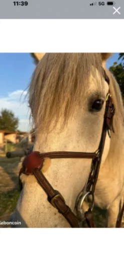 Bridon équipe emporio