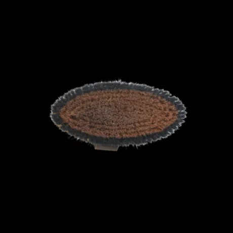 Brosse douce à poils durs - Kentucky