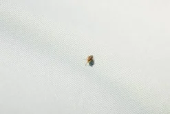 Chemise anti-mouches Hoody Rambo - protection uv et respirabilité