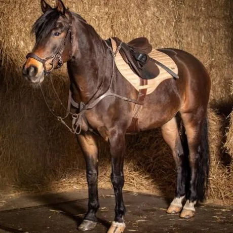 Collier de chasse Deluxe - Harry's Horse