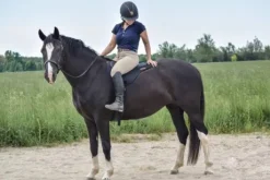 Convertisseur de bride de muserolle sans mors Thinline