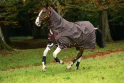 Couverture Amigo Bravo 12 plus 100g - Horseware - extérieur