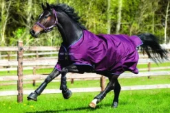 Couverture d'extérieur Amigo Hero 6 Medium - Horseware - 600d