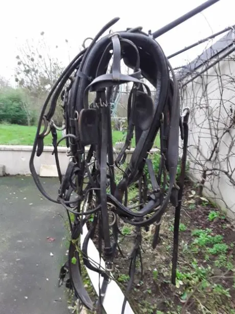 Diverses Calèches et Harnais