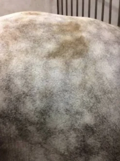 Easy Shine Mouss - Laboratoire Ravene