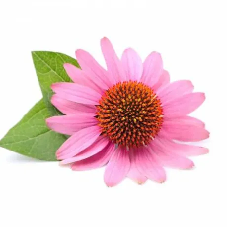 Echinacée feuilles 1kg - Horse Remedy