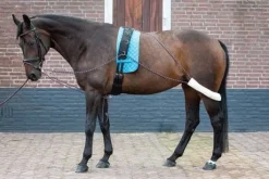 Enrenement pessoa - Harrys horse