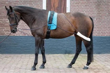 Enrenement pessoa - Harrys horse