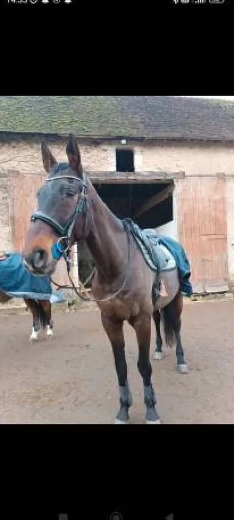 Filet anatomique + rênes
