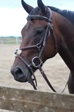 Filet équipe havane