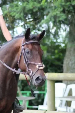 Filet équipe havane