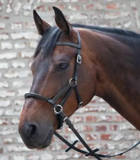 Filet sans mors Linda Tellington Jones